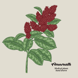 手画的苋菜与树叶和花朵.药用草药.矢量插图照片