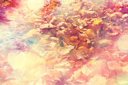 阳光明媚的秋日背景, 美丽的秋叶