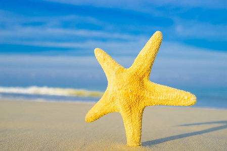 荒凉的海滩日出时日出时在海滩上的海星照片