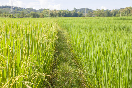 在外地大米背景，泰国收获绿色大米