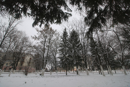 公园冬季树木和路径