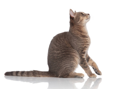 猫线条侧面图片