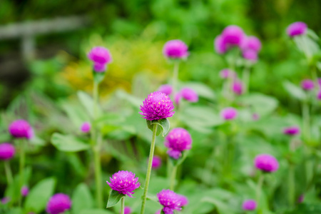 世界各地苋菜或 gomphrena 棕囊藻花在花园里