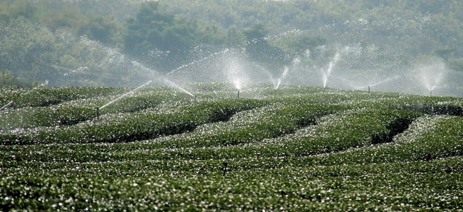 绿茶场水灌溉系统