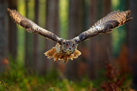 在森林背景下飞行欧亚鹰猫头鹰与张开的翼