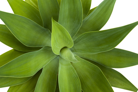 肉质植物叶子的绿色特征和纹理
