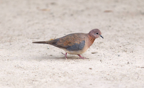 博茨瓦纳成年长颈鹿giraffacamelopardalis鸟瞰