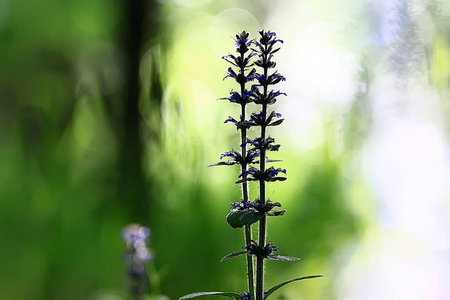小蓝花自然美, 植物微距小花, 春自然背景
