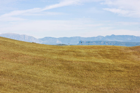 黄色的草地图片