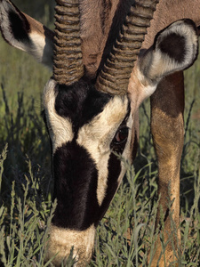 大羚羊肖像, 羚羊南非南非, 卡拉哈里, 南非