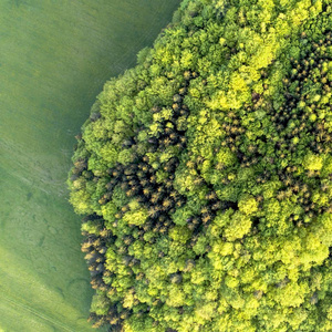 混合森林的质地在阳光明媚的夏日附近的草区。空中德龙照片