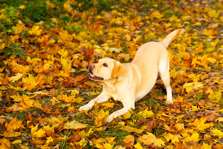 秋天的拉布拉多狗