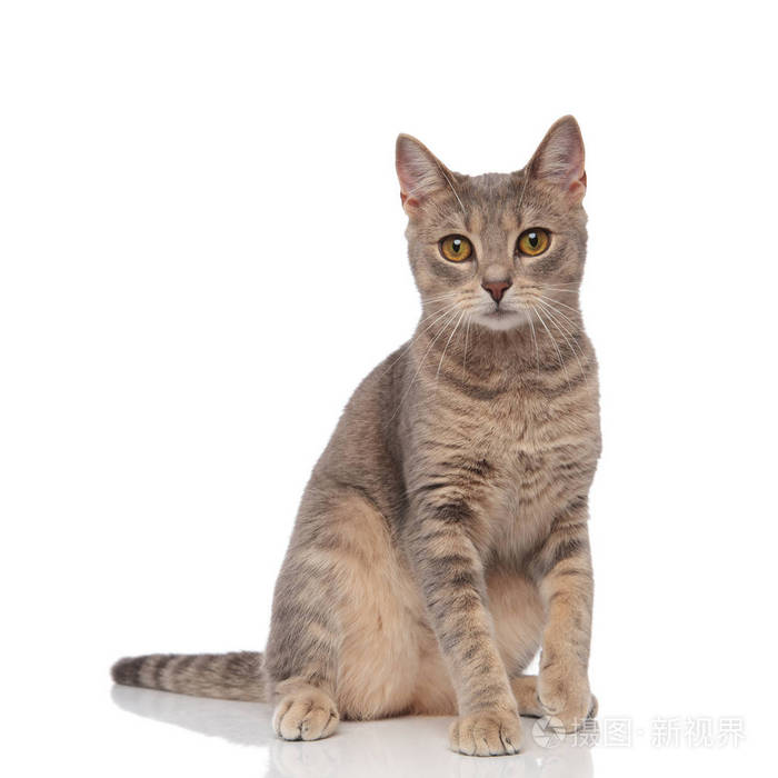 可爱的灰色梅蒂斯猫坐在白色背景