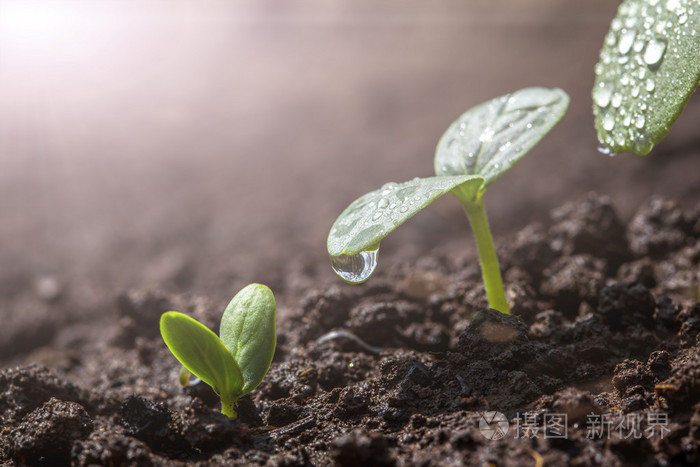 在雨中地上的老式育苗