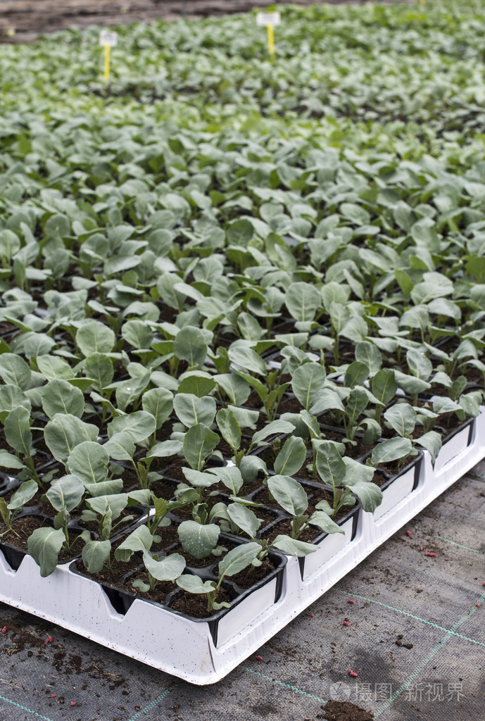 在温室中种植的西兰花