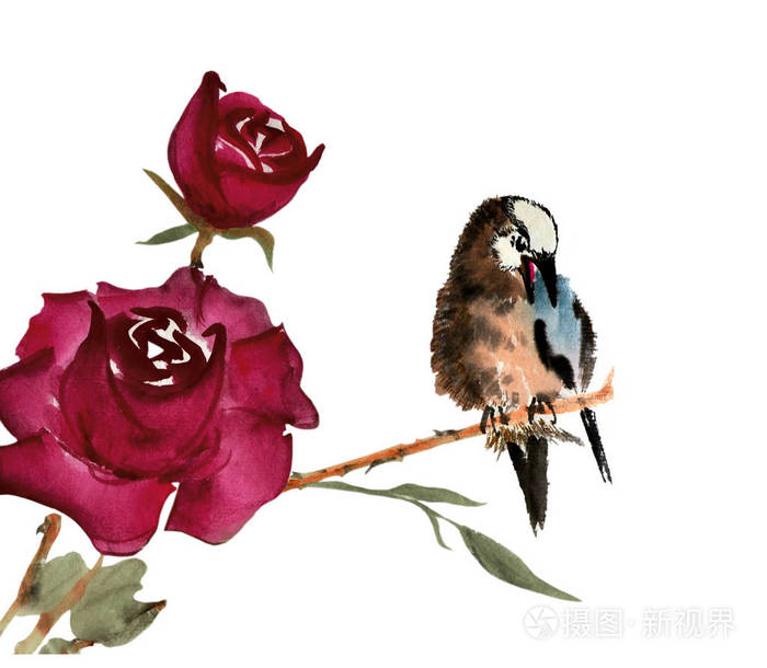 水彩与一只美丽的鸟在勃艮第玫瑰枝用繁体中文样式执行的插图在白色