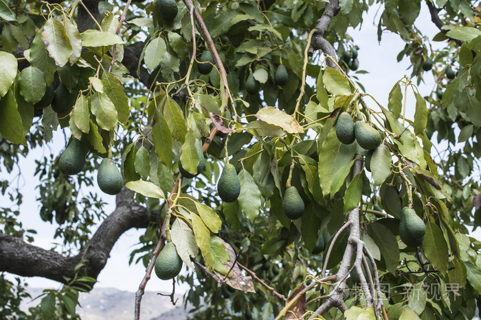 一棵树上的新鲜鳄梨