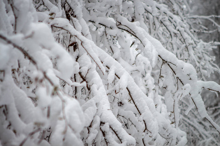 在阳光下的暴风雪之后, 雪就躺在树的树枝上。