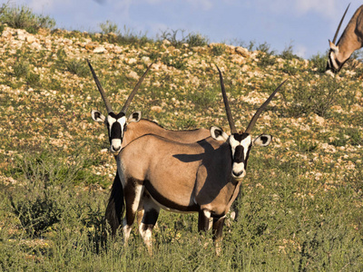 大羚羊, 羚羊南非南非, 放牧在高大的草地, 卡拉哈里, 南非