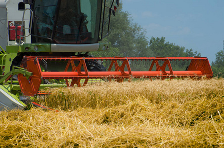 在农村收割麦田。联合收割机收获机收割成熟小麦作物