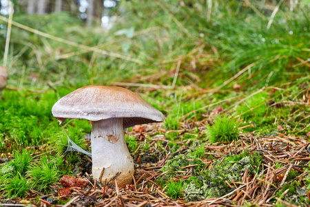 Cortinarius traganus 不食用的蘑菇。真菌在自然环境中。英语 瓦斯 webcap