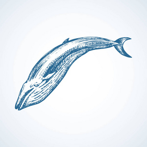 手绘轮廓深色墨手画动物园象形文字标识会徽粗略在艺术复古雕刻风格笔