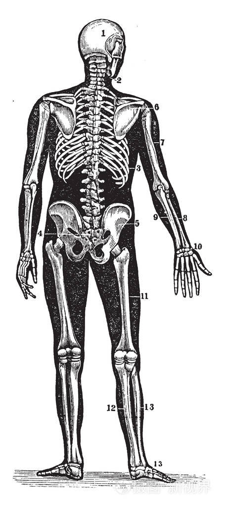 人体骨架 后背图片
