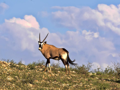 大羚羊, 羚羊南非南非, 放牧在高大的草地, 卡拉哈里, 南非
