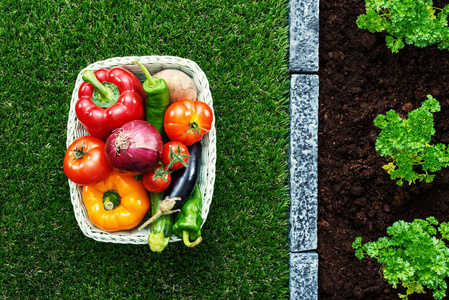 新鲜可口的蔬菜在篮子和植物生长在花园里, 健康的饮食和耕作理念