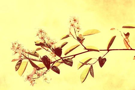 春天的背景樱花, 美丽的自然模糊的背景花在树上