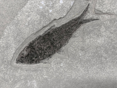 灰色背景下的史前鱼类化石图片