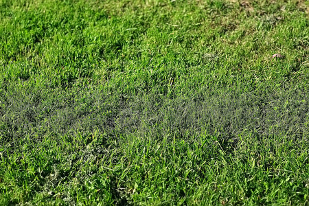 春绿背景, 抽象模糊自然美丽的图画, 绿芽