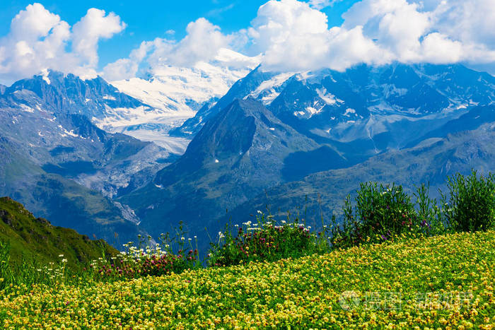 位于瑞士阿尔卑斯山雪山上的绿草山花草地风景秀丽的夏日景色照片 正版商用图片0t8ra4 摄图新视界