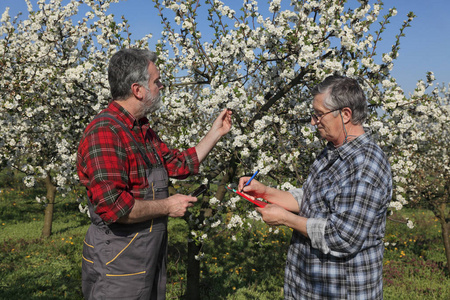 农艺师和农夫检查在果园盛开的樱桃树, 并写