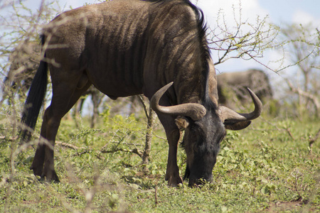 新鲜的草地上放牧的 gnu