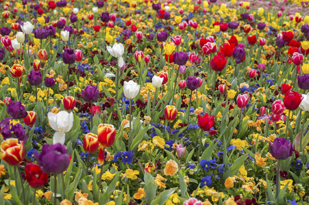 郁金香和 Floriade 堪培拉 2016 年的很多鲜花盛开。