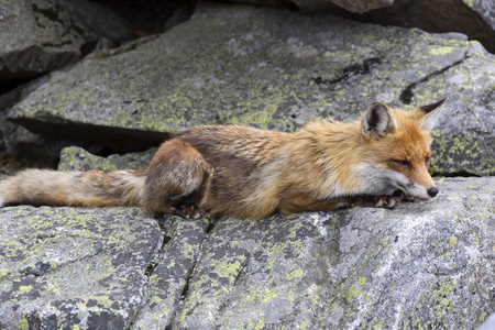 狐狸的自由本性的高 Tatras