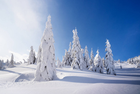 冬季严重的山地天气。雪中的冷杉树。一个晴朗的日子, 蓝天灿烂。雪后雪堆的圣诞美景