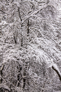 冬季景观。雪中波光粼粼的森林