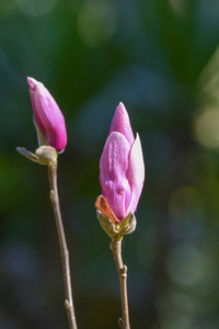 玉兰花碟树