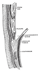 胸壁部分显示 phrenicocostal 窦, 复古线画或雕刻插图