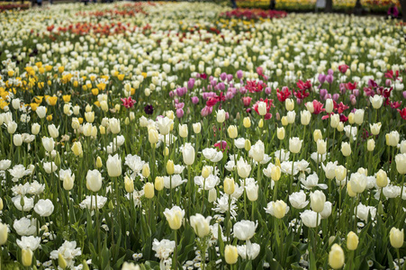 郁金香和 Floriade 堪培拉 2016 年的很多鲜花盛开。