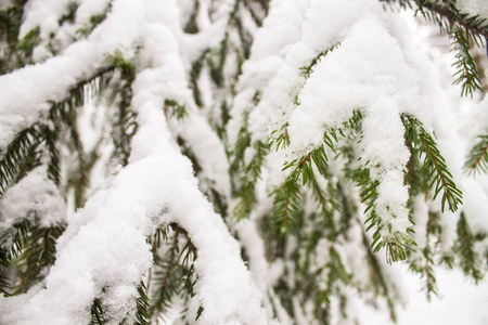 在雪堆下的云杉爪子。冬季景观