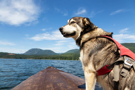 在一个充满活力的阳光明媚的夏日里, 狗在生锈的小船上。拍摄于加拿大公元前阳光海岸 Sechelt 入口