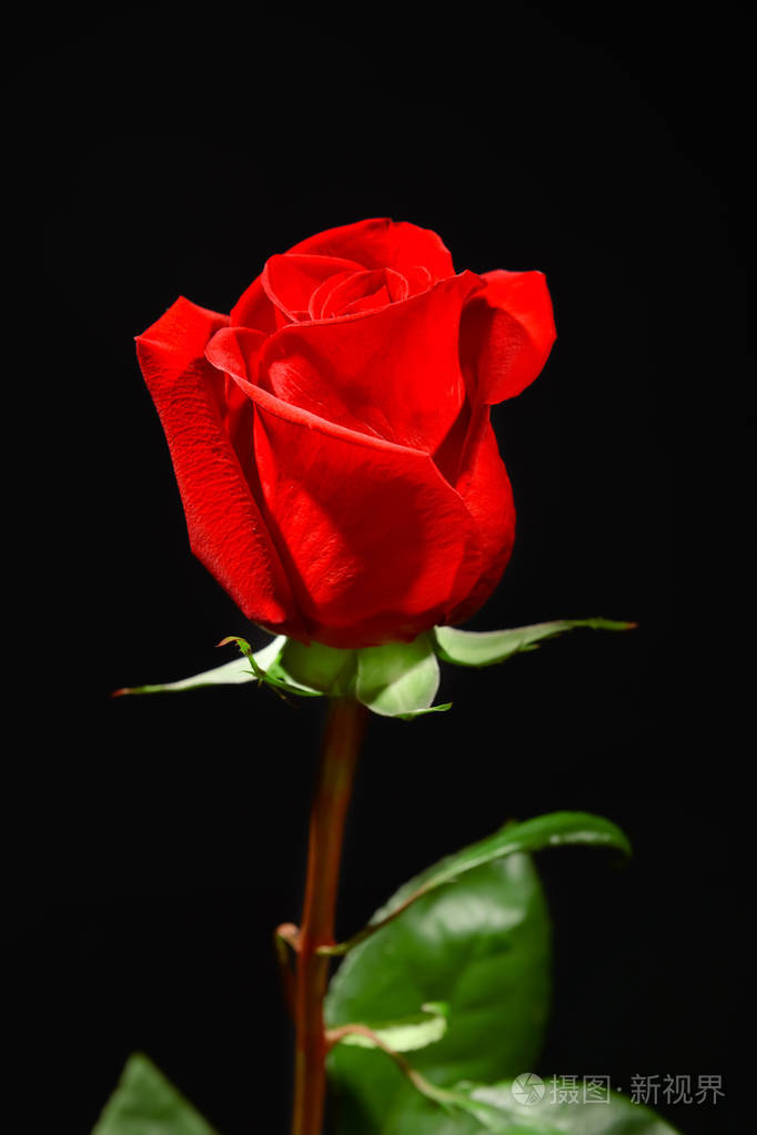 美丽的红玫瑰在黑色背景上