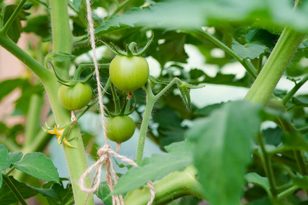在温室中生长的年轻的绿色西红柿特写组。绿色的西红柿种植园。有机耕作。农业概念。未成熟的西红柿果在绿色茎