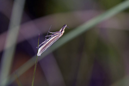 草螟科, 可能 Agriphila sp