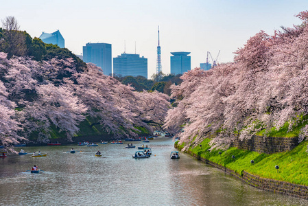 樱花围绕 Chidorigafuchi, 东京, 日本。江户城堡最北的部分现在是公园名 Chidorigafuchi 公园。Ch