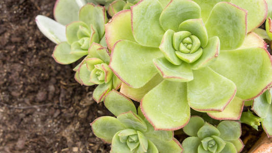 在土壤中, 从 Crassulaceae 家族的华丽肉质 Echeveria 植物特写。多汁植物形状像玫瑰