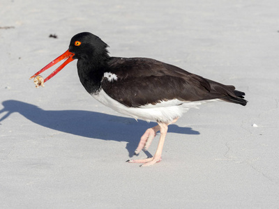 美国 oystercatcher, Haematopus palliatus, 在甲壳类沙子的鱼, 圣克鲁斯, 加拉帕戈斯群岛